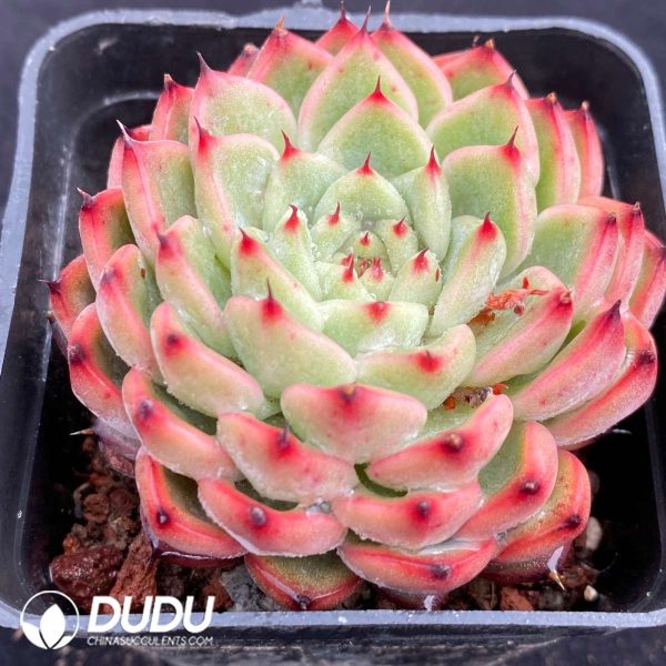 Echeveria Star Jenny - Image 2