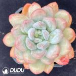 Pachyveria Perfume