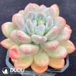 Pachyveria Perfume - Image 2