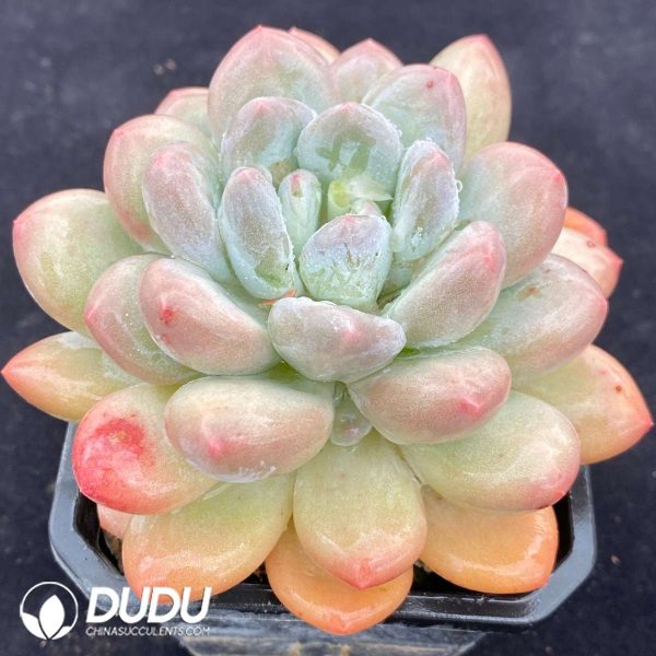 Pachyveria Perfume - Image 2
