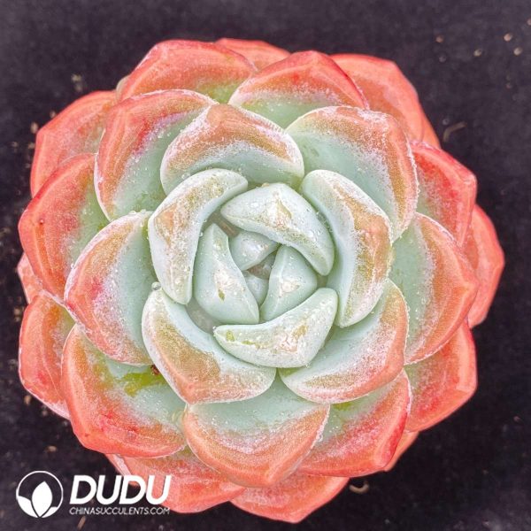 09503D90201.jpg Echeveria Pink Jade - Image 1