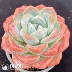 Echeveria Pink Jade - Image 2