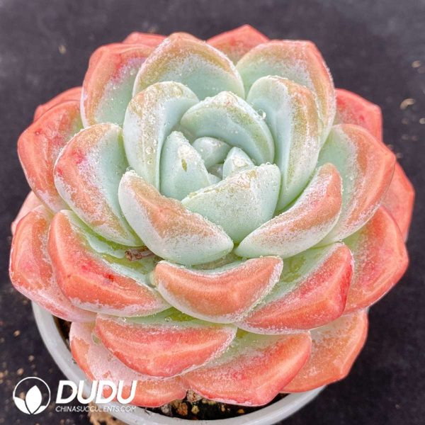 Echeveria Pink Jade - Image 2
