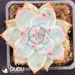 Echeveria Polar Bear