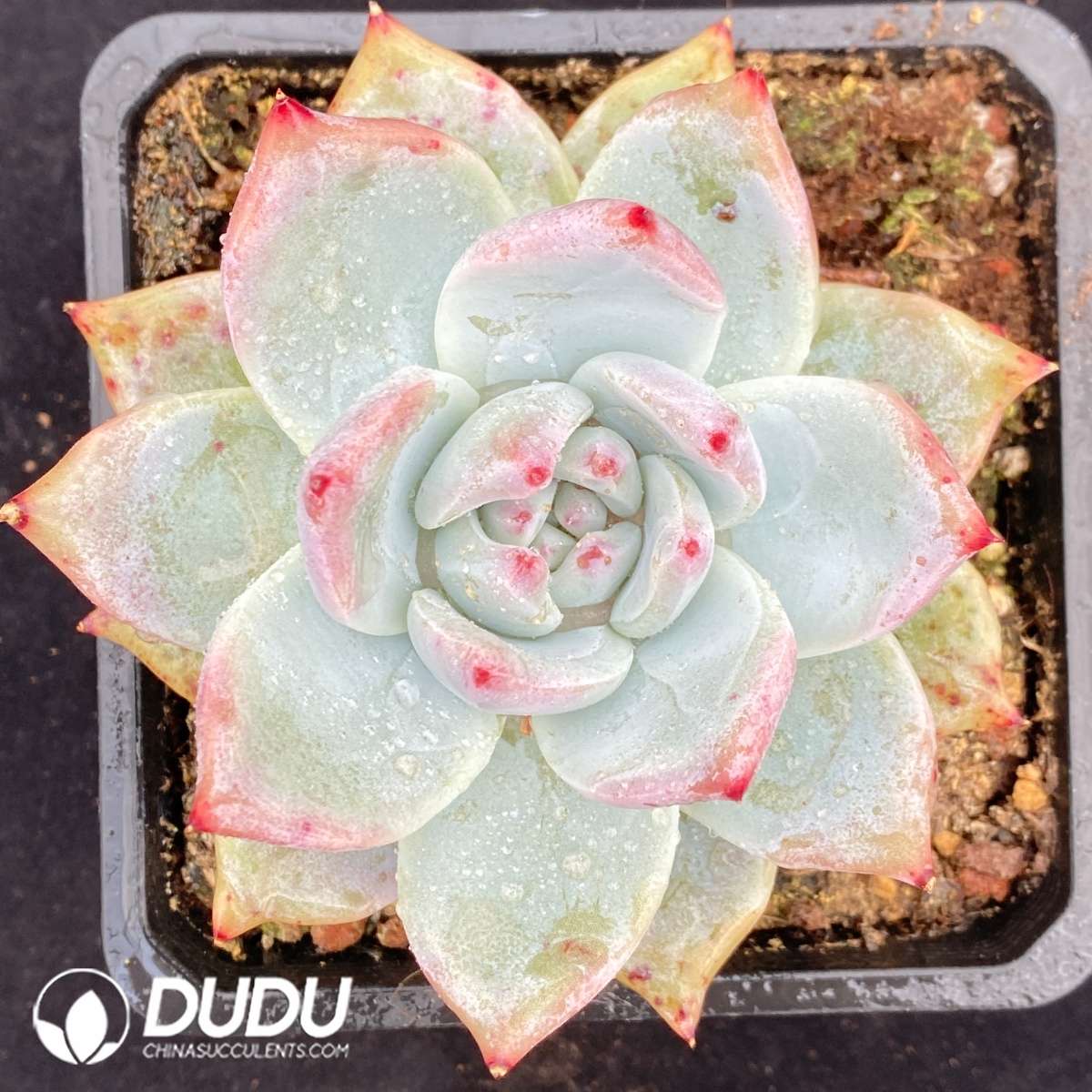 09504D90201.jpg Echeveria Polar Bear - Image 1