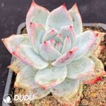 Echeveria Polar Bear - Image 2