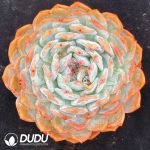Echeveria Orange Monroe