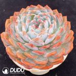Echeveria Orange Monroe - Image 2