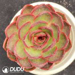 Echeveria Red Light