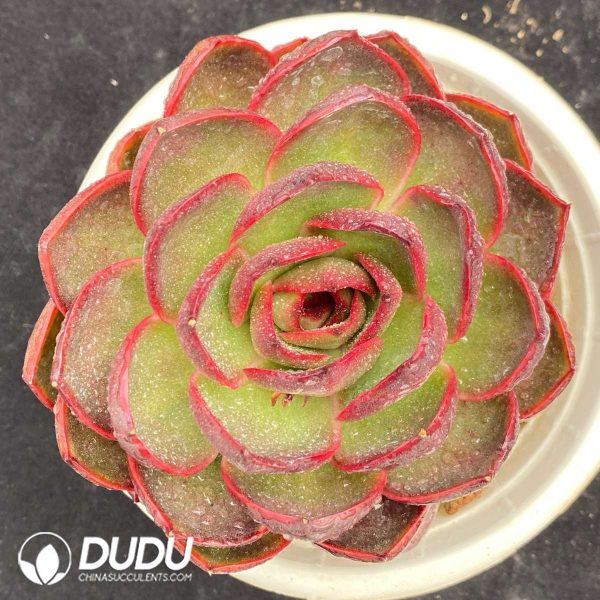 09506D180201.jpg Echeveria Red Light - Image 1