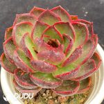 Echeveria Red Light - Image 2