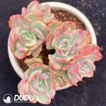 Echeveria Luella Variegated Clustering