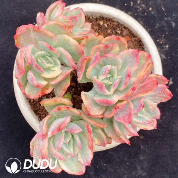 09507D160201.jpg Echeveria Luella Variegated Clustering - Image 1