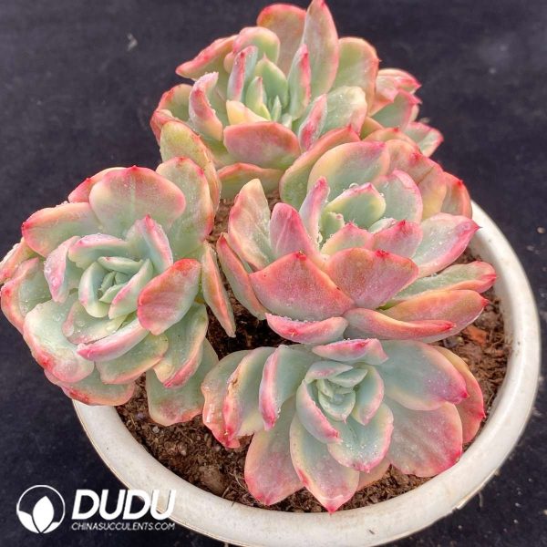 Echeveria Luella Variegated Clustering - Image 2