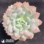 Echeveria Pinellia
