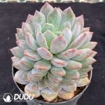 Echeveria Pinellia - Image 2