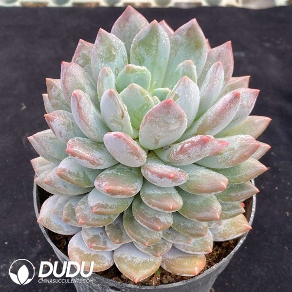 Echeveria Pinellia - Image 2