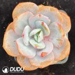 Echeveria Milk Tea