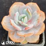 Echeveria Milk Tea - Image 2