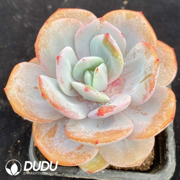 Echeveria Milk Tea - Image 2