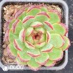 Echeveria Red Snowflake