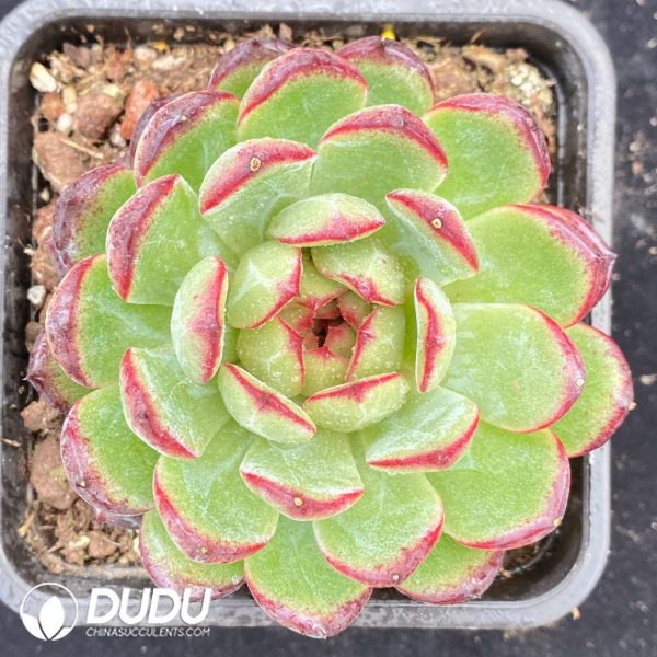 09510D90201.jpg Echeveria Red Snowflake - Image 1