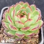 Echeveria Red Snowflake - Image 2