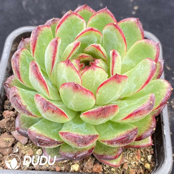 Echeveria Red Snowflake - Image 2
