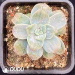 Echeveria Camellia