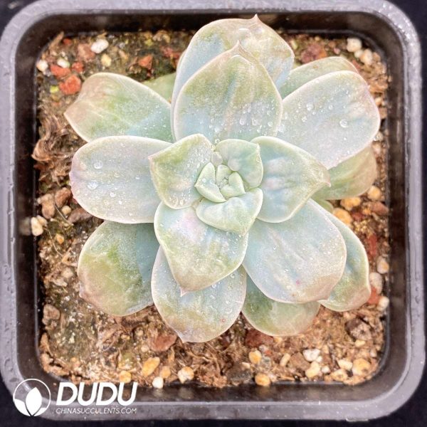 09511D90201.jpg Echeveria Camellia - Image 1