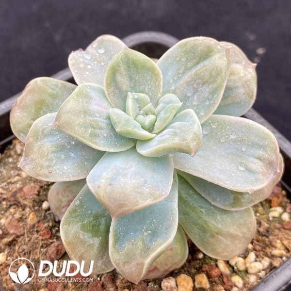 Echeveria Camellia - Image 2