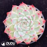 Echeveria Peach Fairy