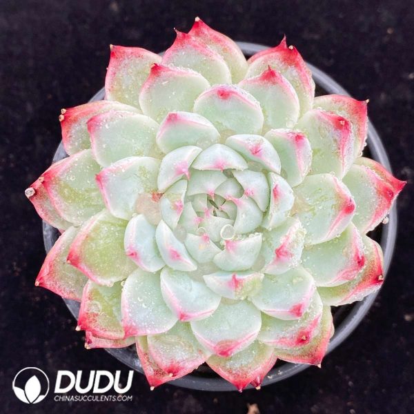 09512D90201.jpg Echeveria Peach Fairy - Image 1