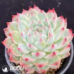 Echeveria Peach Fairy - Image 2