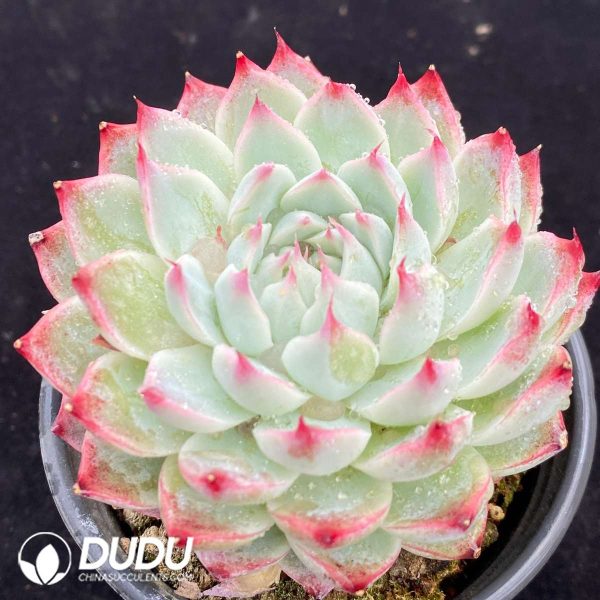 Echeveria Peach Fairy - Image 2