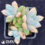 Pachyphytum Tricolor Clustering