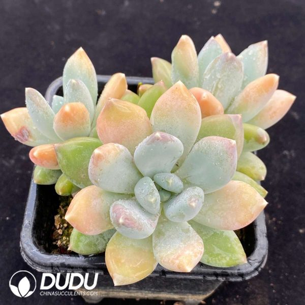 Pachyphytum Tricolor Clustering - Image 2