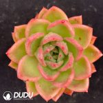Echeveria Charm