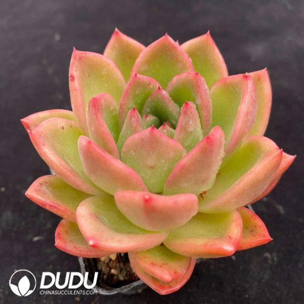Echeveria Charm - Image 2