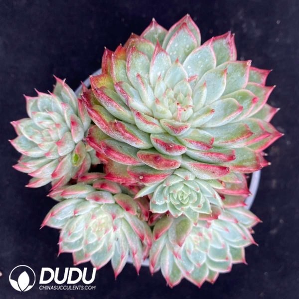 09515D90201.jpg Echeveria Peach Fairy Clustering - Image 1