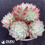 Echeveria Peach Fairy Clustering - Image 2