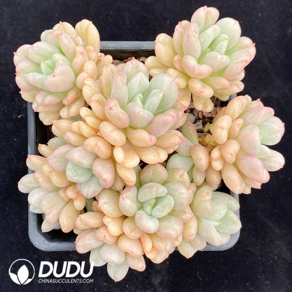 Echeveria Bill Gates Cluster - Image 1