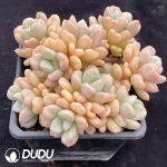 Echeveria Bill Gates Cluster - Image 2