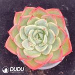 Echeveria Salmon