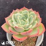 Echeveria Salmon - Image 2