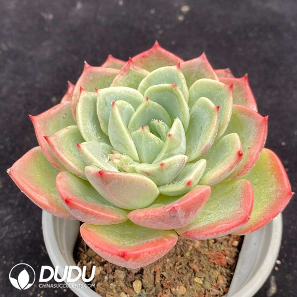 Echeveria Salmon - Image 2