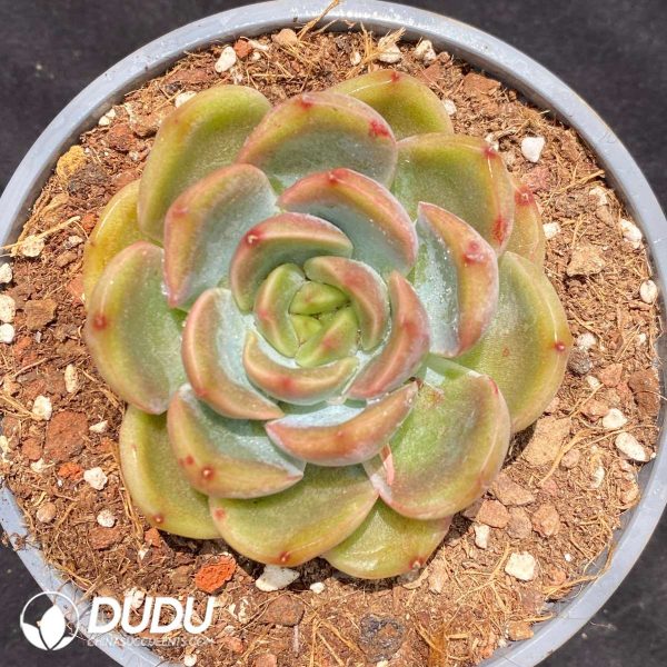 09518D90201.jpg Echeveria Dark Vein Korea - Image 1