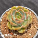 Echeveria Dark Vein Korea - Image 2