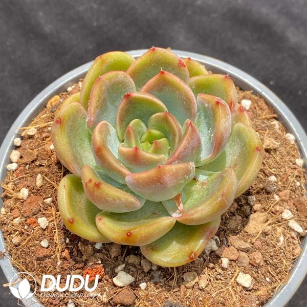 Echeveria Dark Vein Korea - Image 2