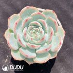 Echeveria Baiji